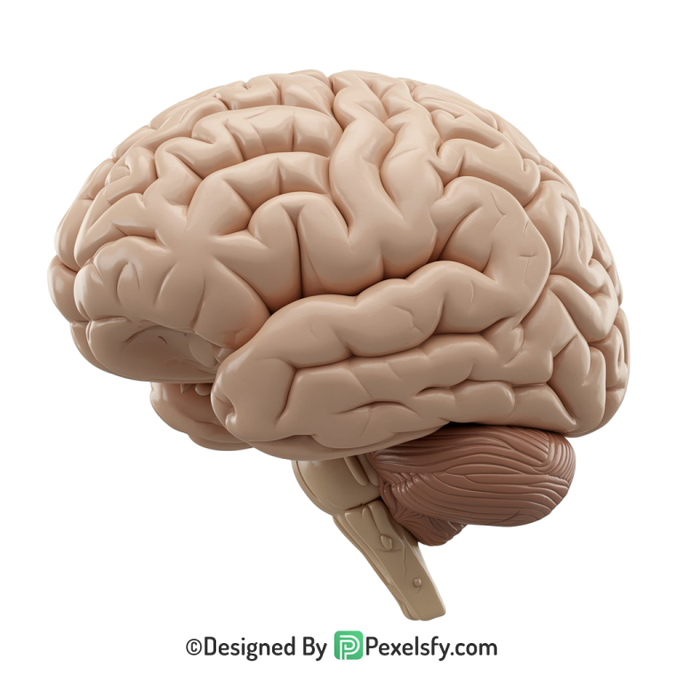 Brain Png Image 6