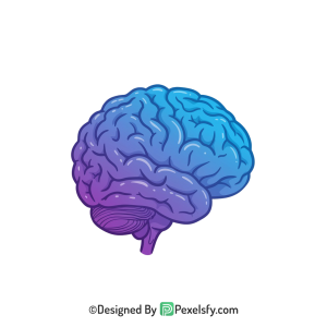 Brain Png Image 60