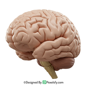 Brain Png Image 61