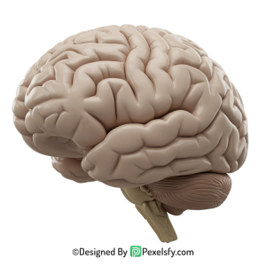 Brain Png Image 62