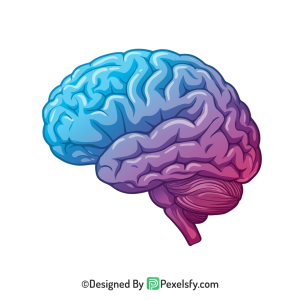 Brain Png Image 63