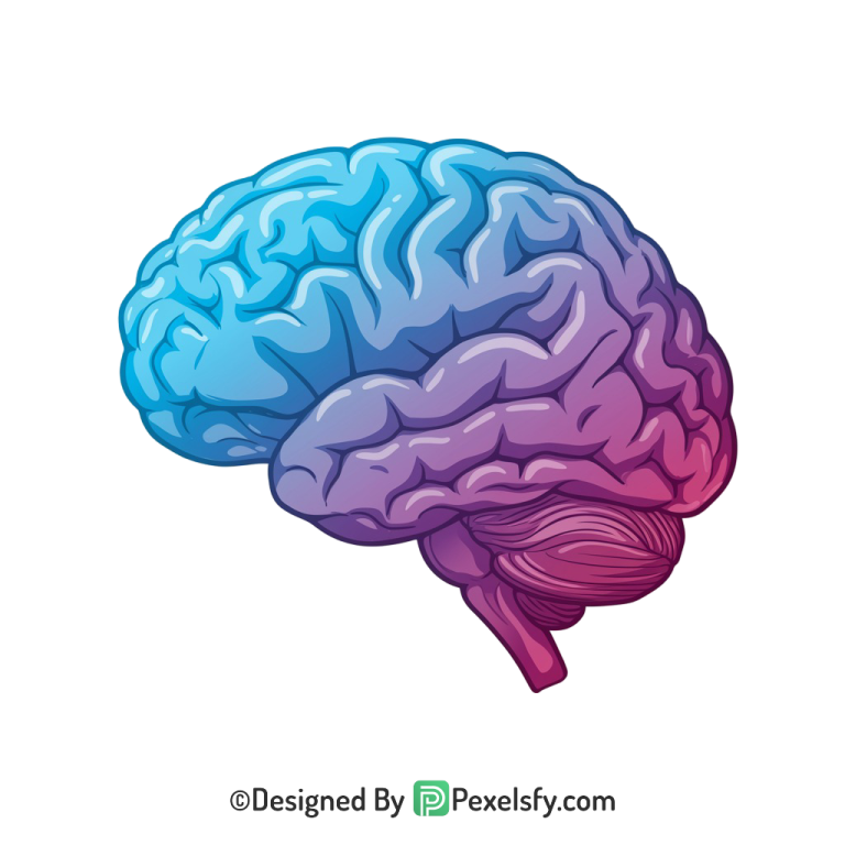 Brain Png Image 63