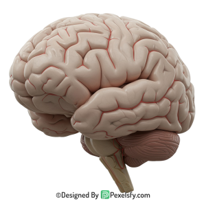 Brain Png Image 64