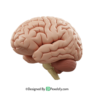 Brain Png Image 65