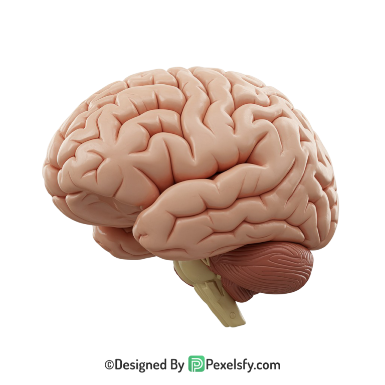 Brain Png Image 65