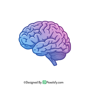 Brain Png Image 66