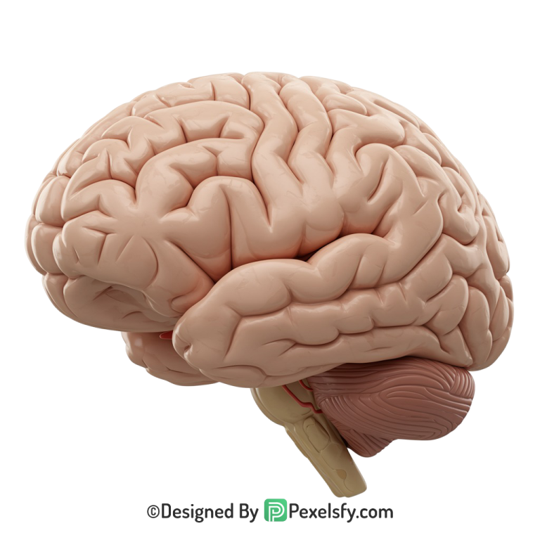 Brain Png Image 67