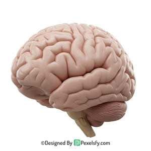 Brain Png Image 68
