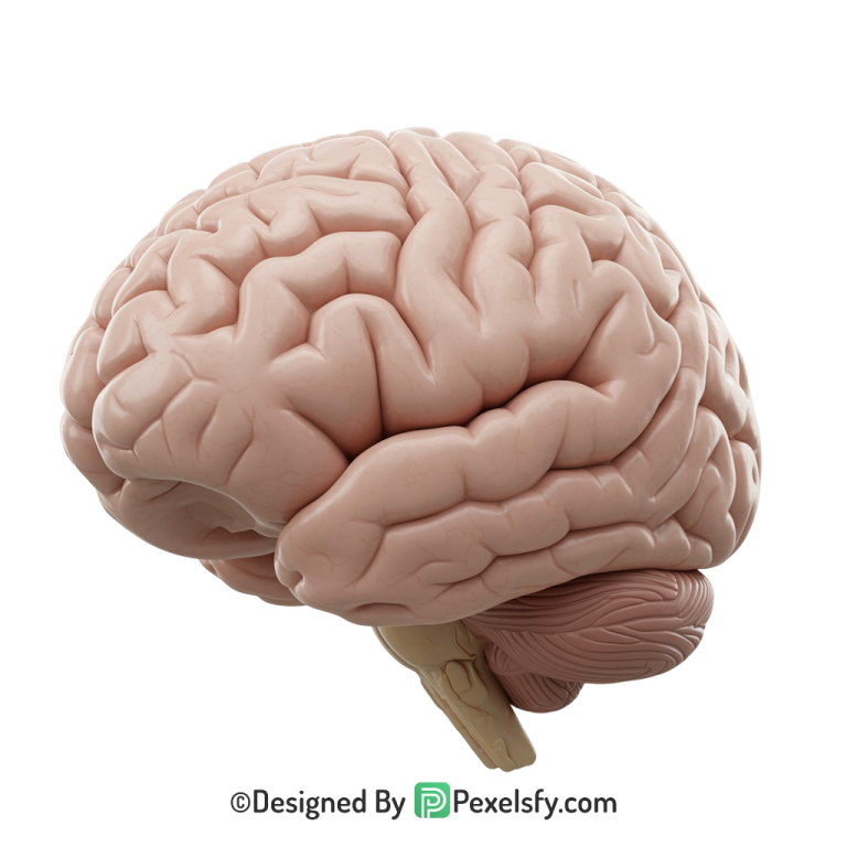 Brain Png Image 68
