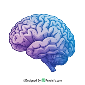 Brain Png Image 69