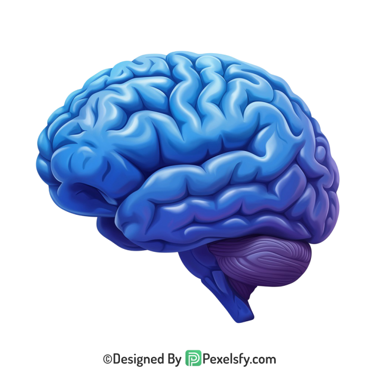Brain Png Image 73