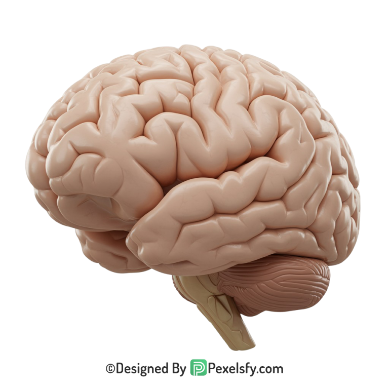Brain Png Image 77