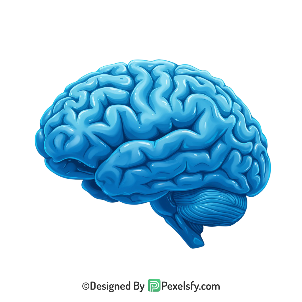 Brain Png Image 78
