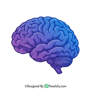 Brain Png Image 8