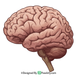 Brain PNG