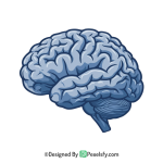 Brain PNG