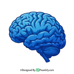 Brain Png Image 91