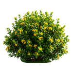 Bush PNG