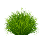 Bush PNG