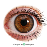 Eye PNG