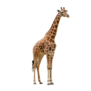 Giraffe Png Image 5