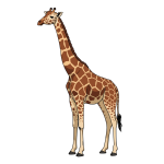 Giraffe PNG