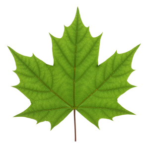 Leaf Png Image 1