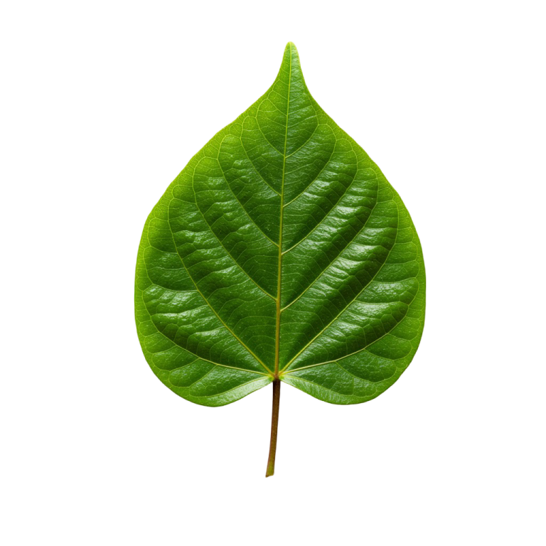 Leaf Png Image 10