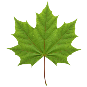 Leaf Png Image 12