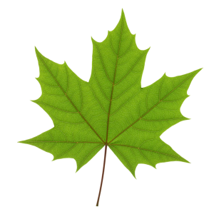 Leaf Png Image 13