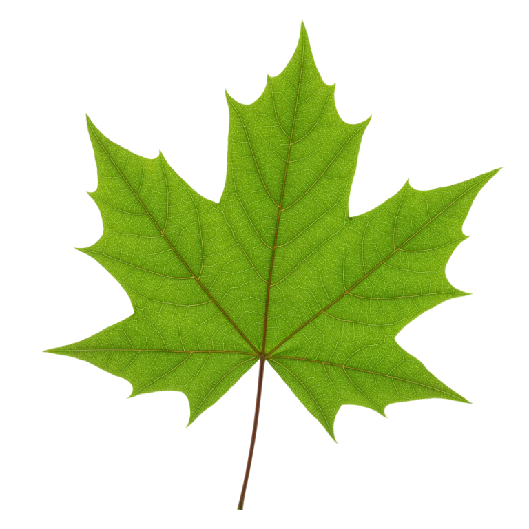 Leaf Png Image 13