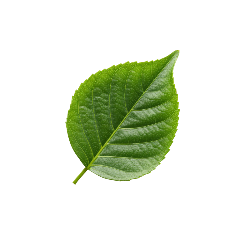 Leaf Png Image 14
