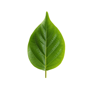 Leaf Png Image 15