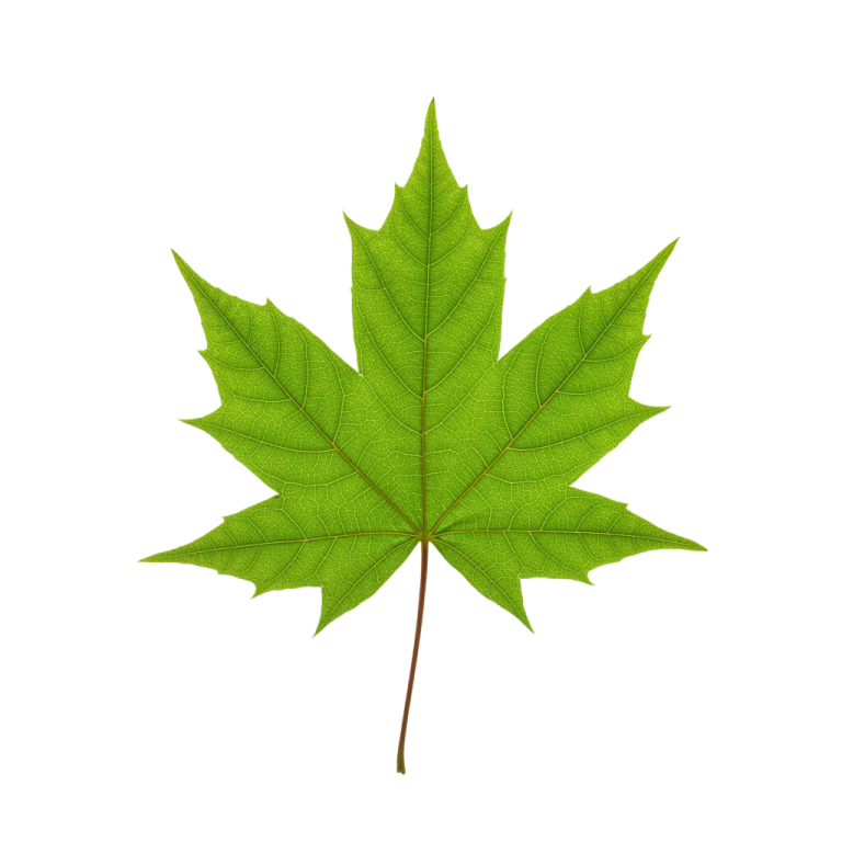 Leaf Png Image 16