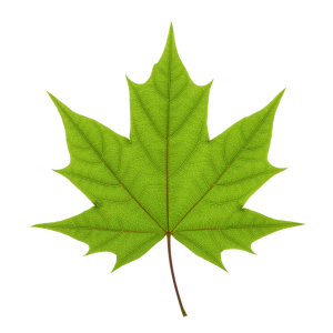 Leaf Png Image 17