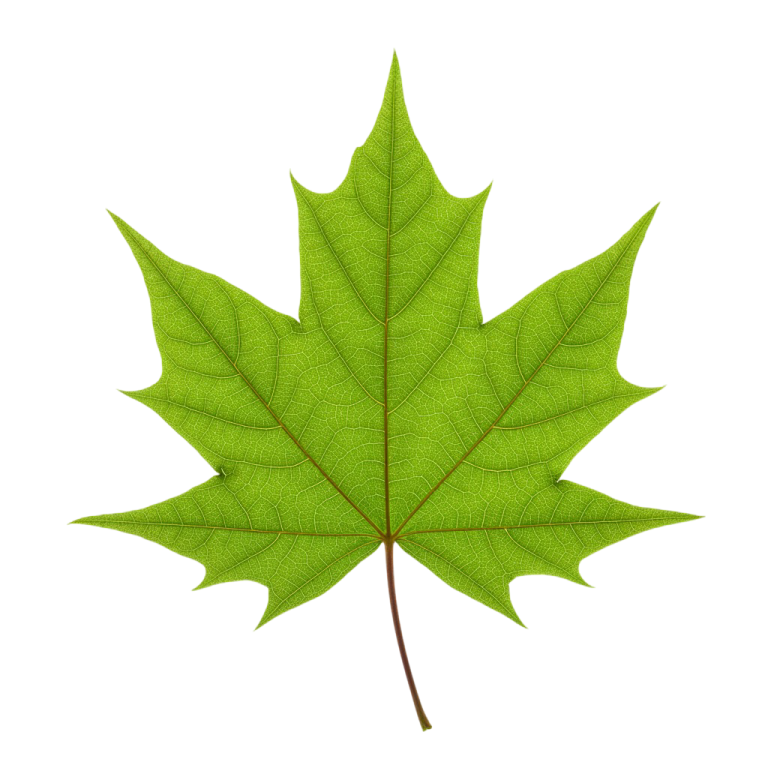 Leaf Png Image 17