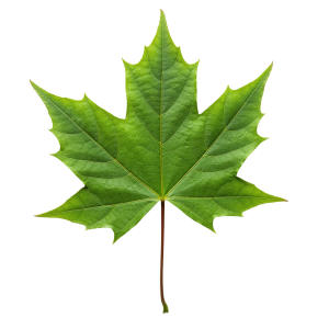 Leaf Png Image 2