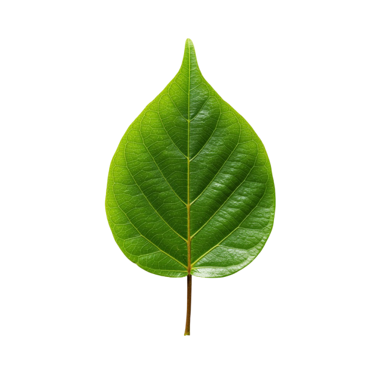 Leaf Png Image 20