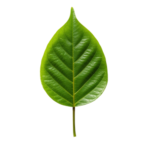 Leaf Png Image 21