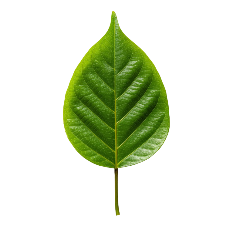 Leaf Png Image 21