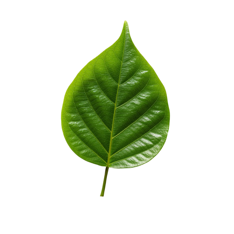 Leaf Png Image 22