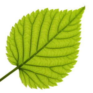Leaf Png Image 23