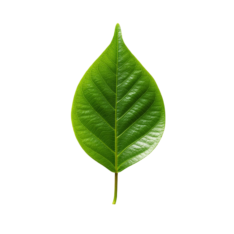 Leaf Png Image 25