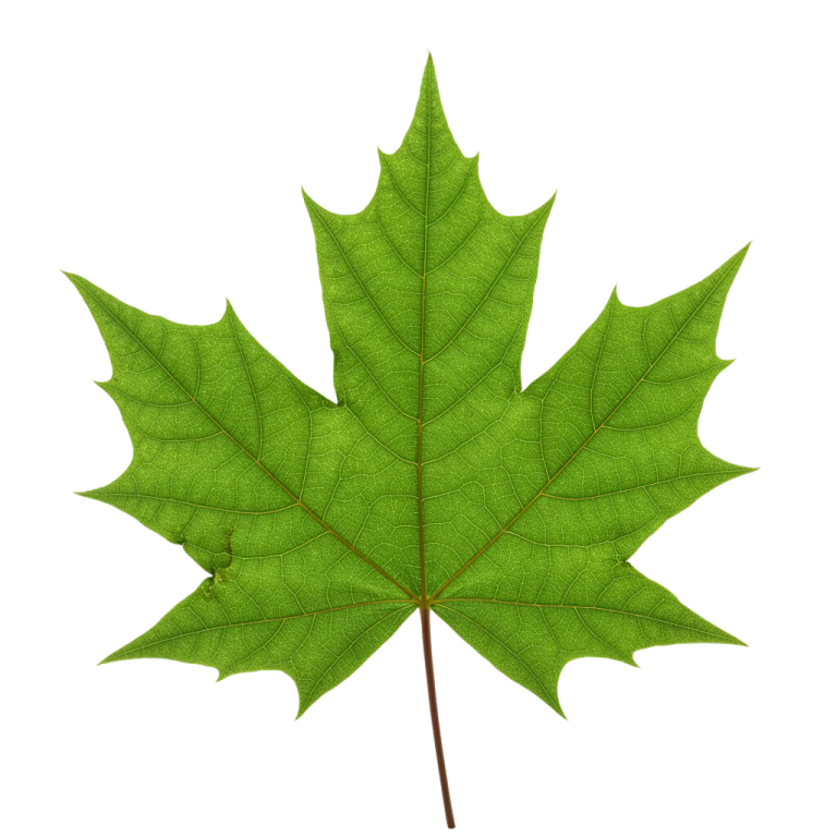 Leaf Png Image 26