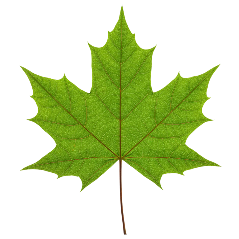 Leaf Png Image 27