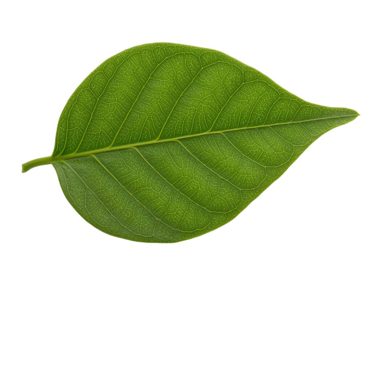 Leaf Png Image 28