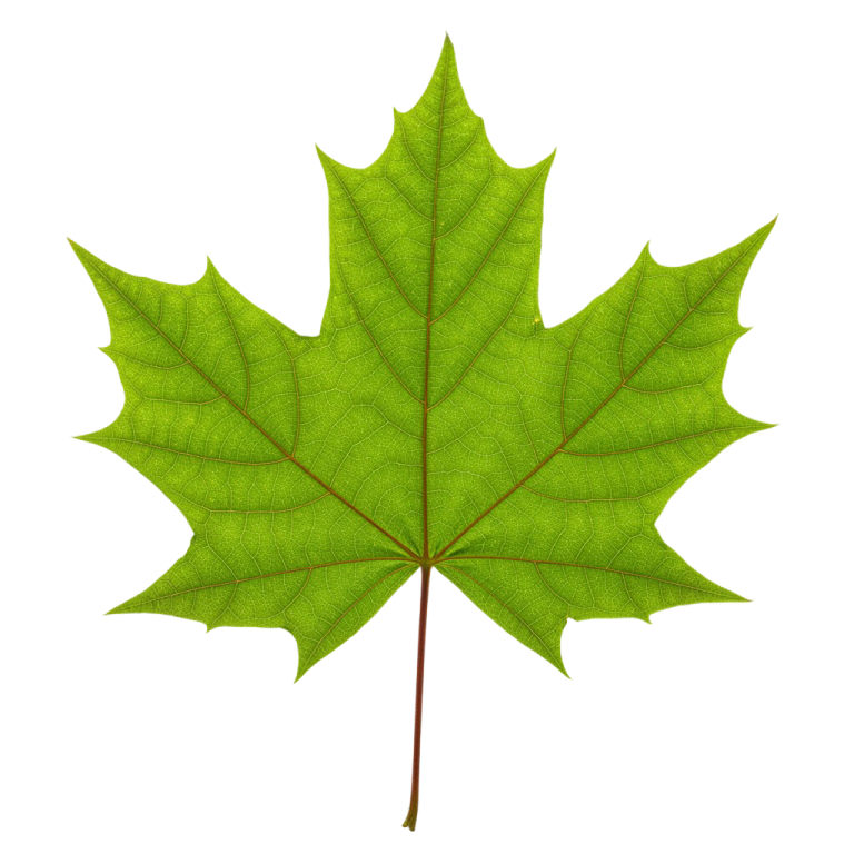 Leaf Png Image 29