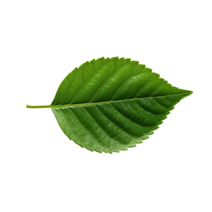 Leaf Png Image 3