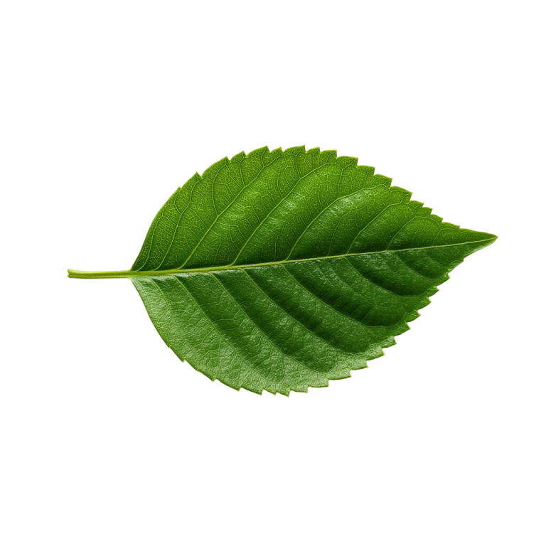 Leaf Png Image 3
