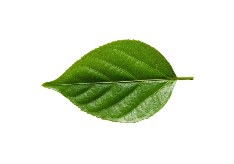 Leaf Png Image 30